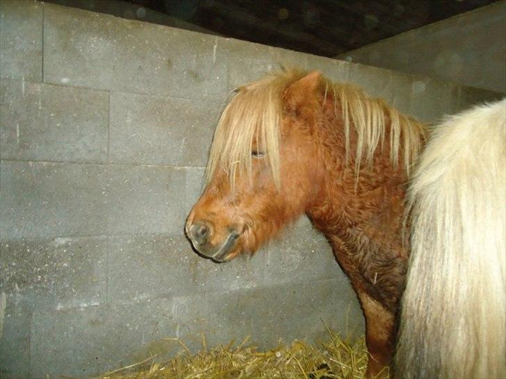 Shetlænder Sjap *Passer* - Solgt :( billede 11