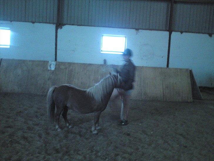 Shetlænder Sjap *Passer* - Solgt :( - Lidt hms med Bella<3 billede 12