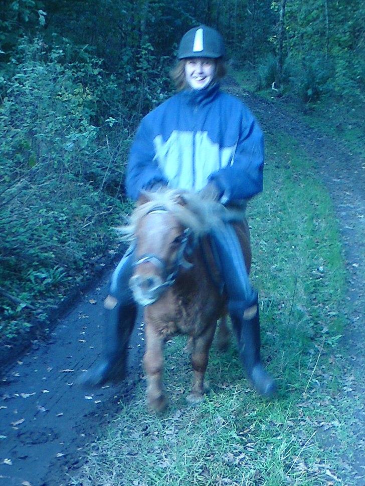 Shetlænder Sjap *Passer* - Solgt :( - Lea rider banditten! xD <3 billede 13