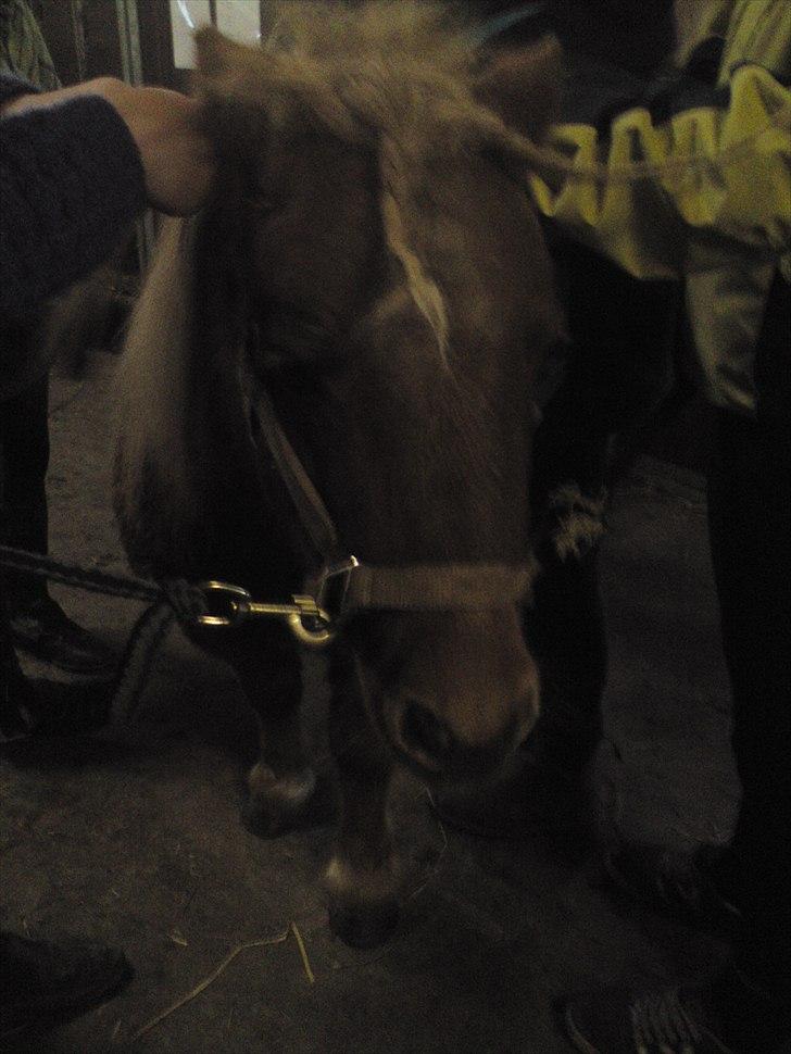 Shetlænder Sjap *Passer* - Solgt :( billede 14