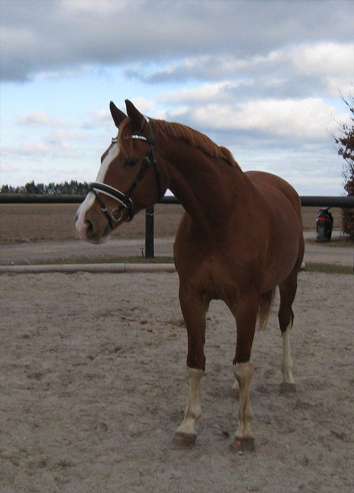 Anden særlig race Webley Brentedal  billede 20
