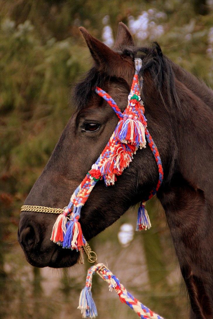 Frieser - Laika  billede 18