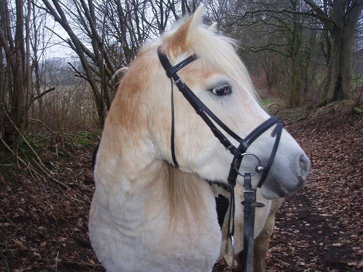 Haflinger Annabell billede 1