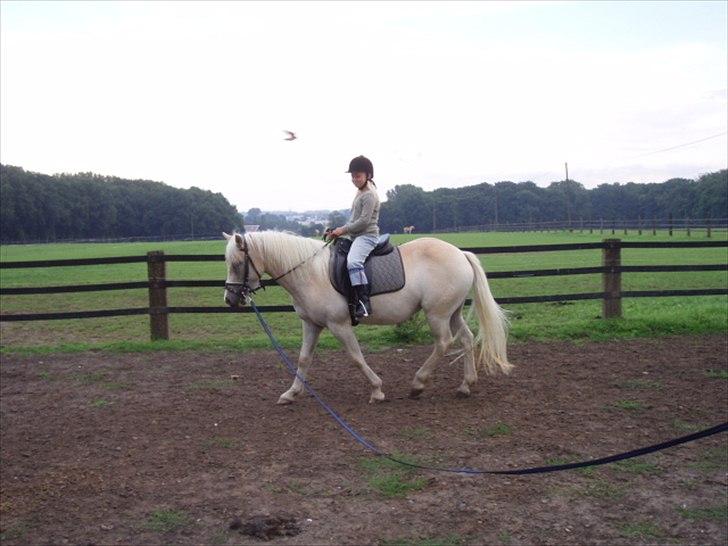 Haflinger Annabell - Nede i Werne, hvor Annabell er født. Sofie rider hende lidt på banen. billede 2
