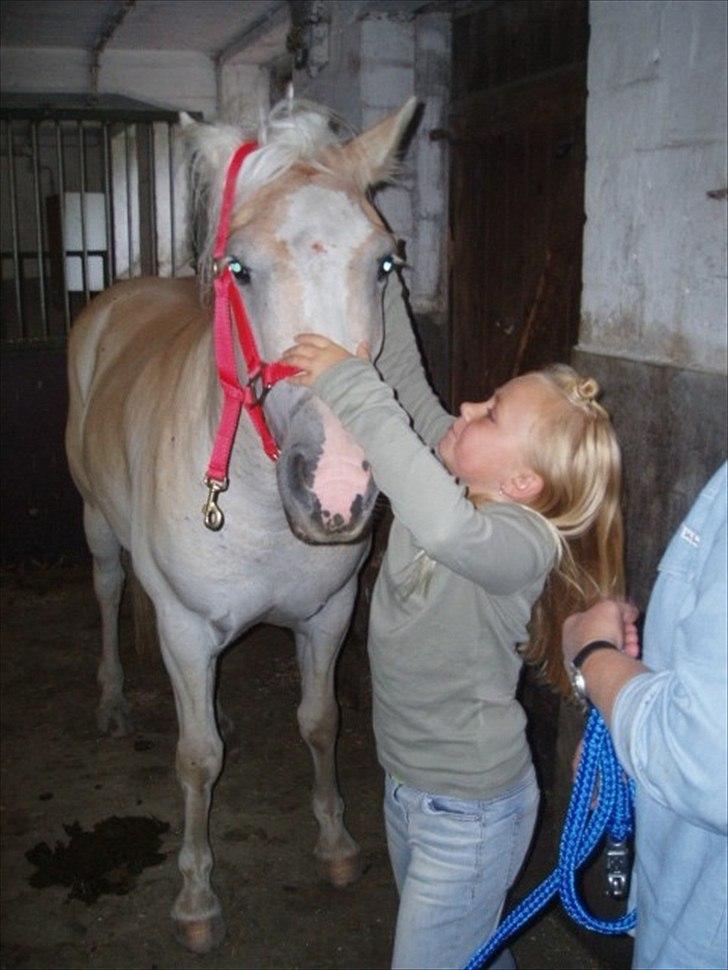 Haflinger Annabell - Vi har beslutet os for at købe Annabell. Sofie giver hende grime på..... billede 3
