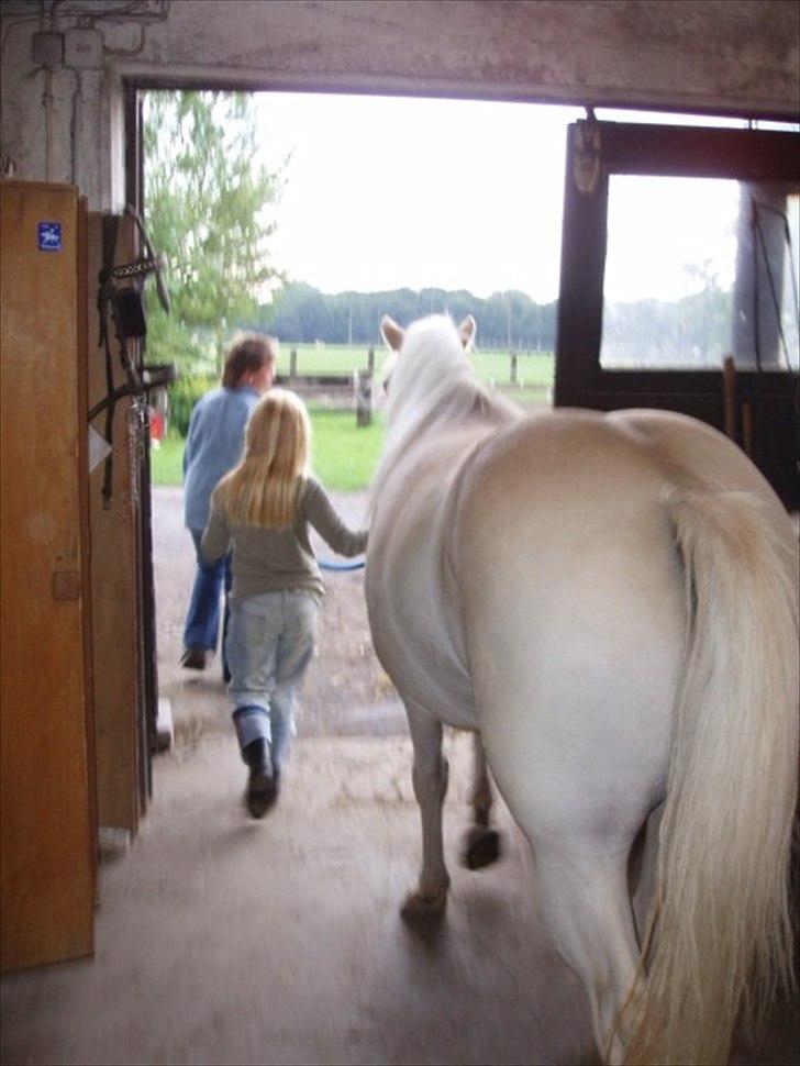Haflinger Annabell - .....og hun læsser hende i traileren :o)  billede 4