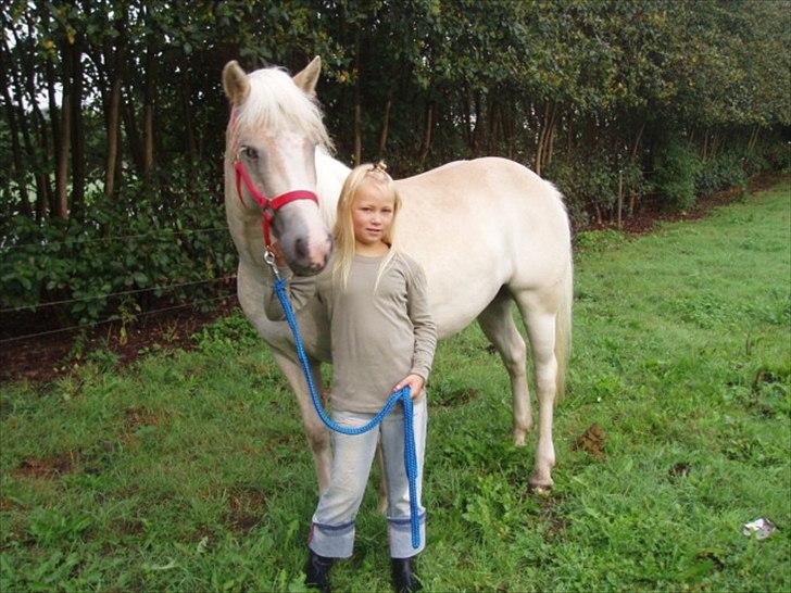 Haflinger Annabell - Første rundtur med Sofie på marken.... :o) billede 5