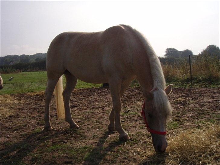 Haflinger Annabell billede 6