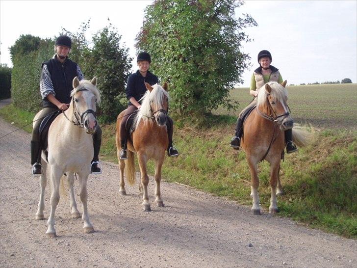 Haflinger Annabell - Dejlig efterårstur med Charlotte/Morgenrot og Marianne/Bragna. billede 7