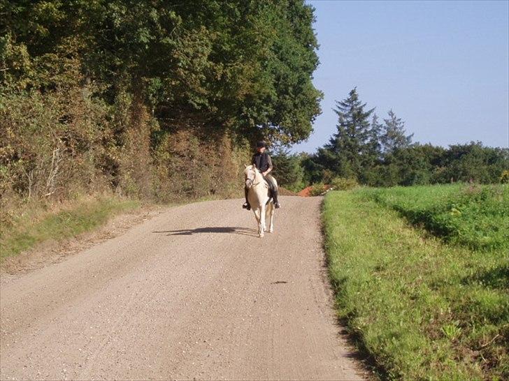 Haflinger Annabell billede 8