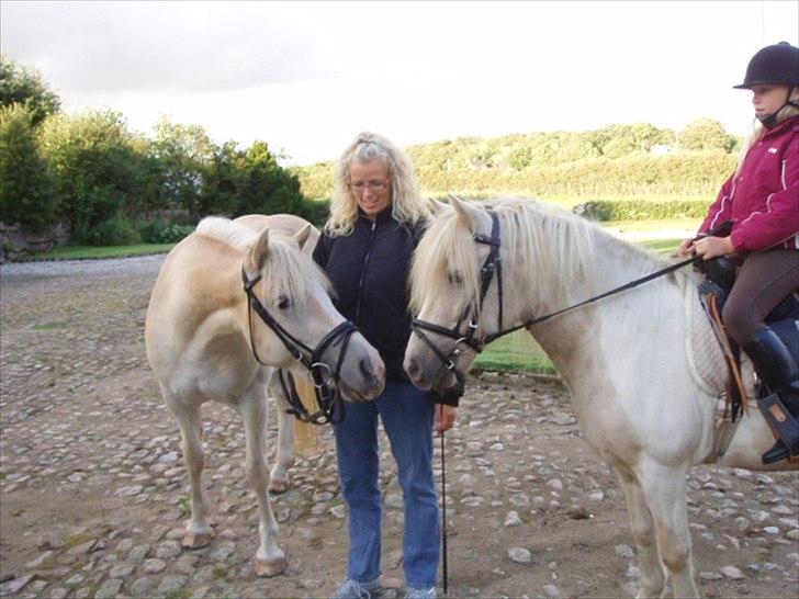 Haflinger Annabell billede 9