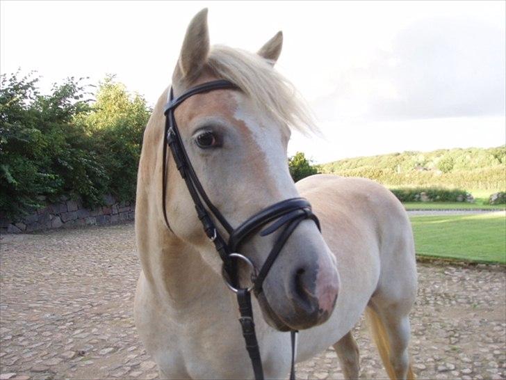 Haflinger Annabell billede 10