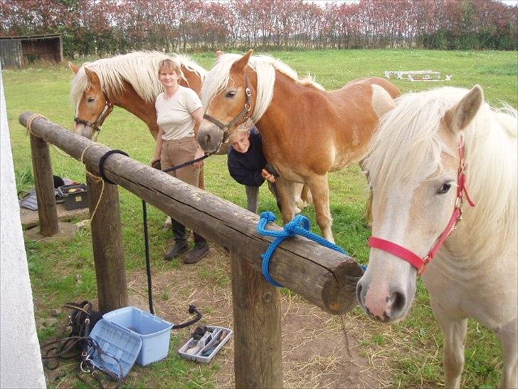 Haflinger Annabell - Vi er på vej ud på en langtur langs Haderslev Dam. billede 11