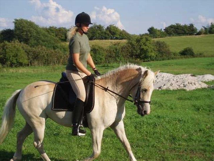 Haflinger Annabell - Lidt dressur.... billede 12