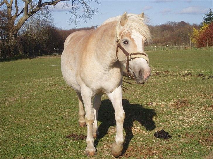 Haflinger Annabell - Maven er fin og rund :o) billede 13