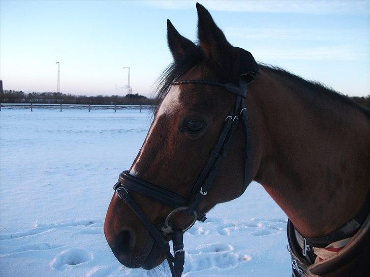 Anden særlig race Nikoline *SOLGT* billede 13