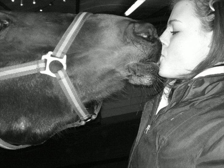 Traver Queen For Charity (SE) - søde søde hest. billede 7