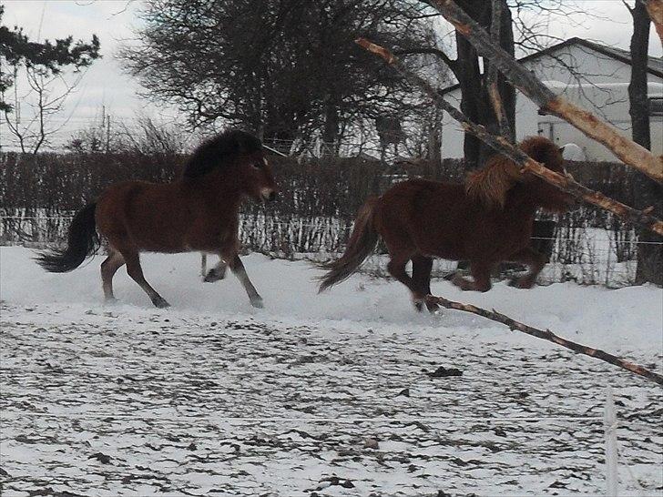 Islænder Kjarval fra Ryttergården2 billede 10
