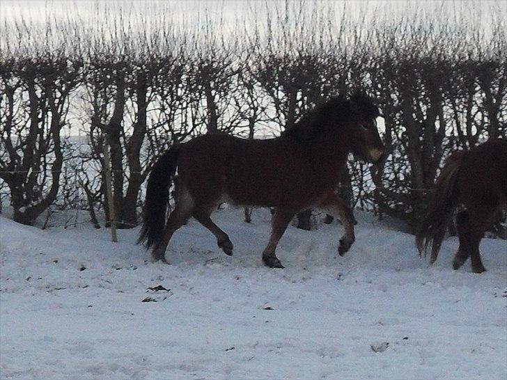 Islænder Kjarval fra Ryttergården2 billede 7