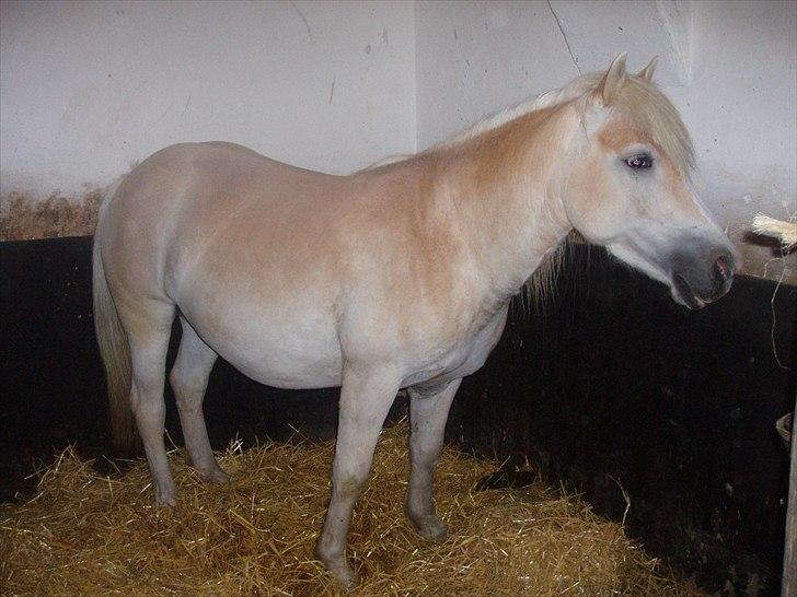 Haflinger Annabell - Annabell har fået de første veer.... billede 14