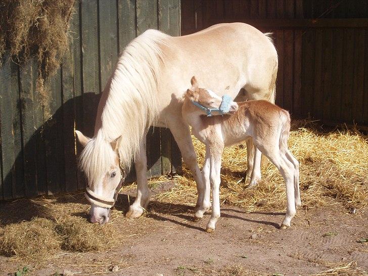 Haflinger Annabell - Nyder lidt hø og en solstråle...Han er 2 dage gammel :o) billede 18