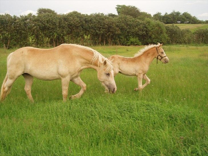 Haflinger Annabell - En dejlig sommerdag :o) billede 19