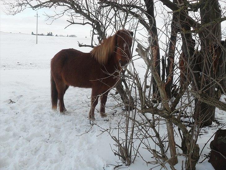 Islænder Röskva fra Vinkelhede - NYT! billede 11