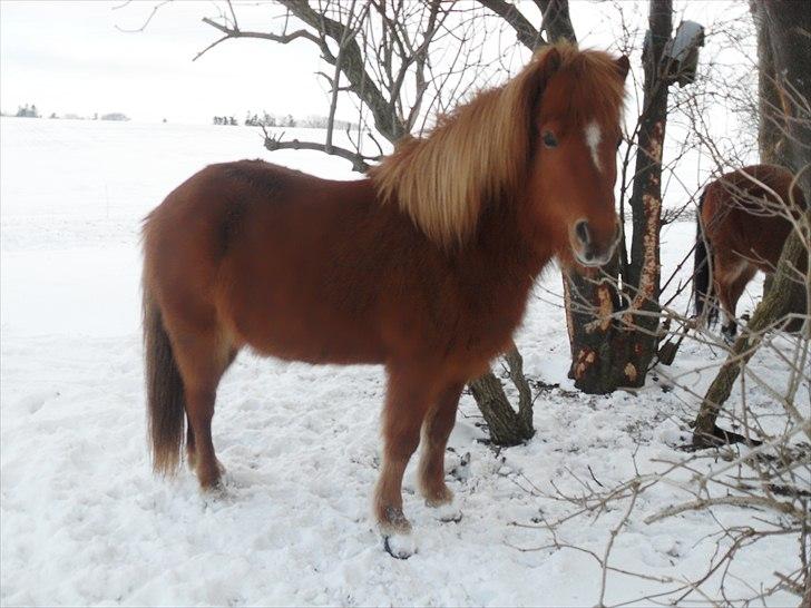 Islænder Röskva fra Vinkelhede - NYT! billede 12