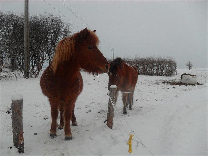 Islænder Röskva fra Vinkelhede billede 13
