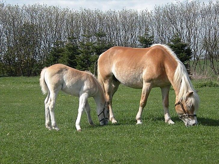 Tyroler Haflinger Bonny - D. 2 Maj 2010 - Lige efter første ridetur efter Bounty blev født :) billede 19