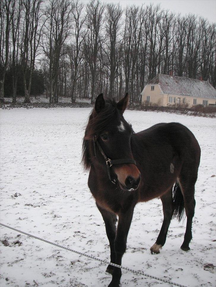 Welsh Cob (sec D) Gravens Theodora billede 2