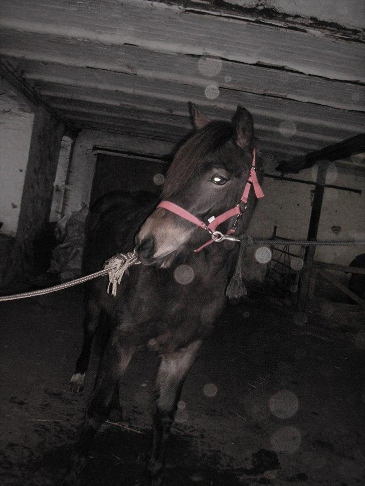 Welsh Cob (sec D) Gravens Theodora billede 3