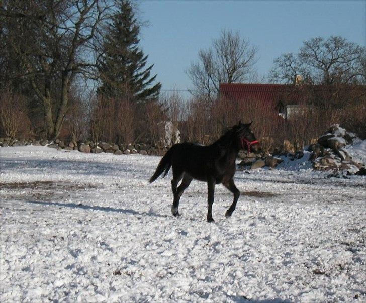Welsh Cob (sec D) Gravens Theodora billede 4