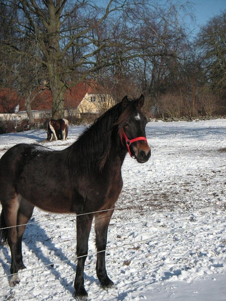 Welsh Cob (sec D) Gravens Theodora billede 5