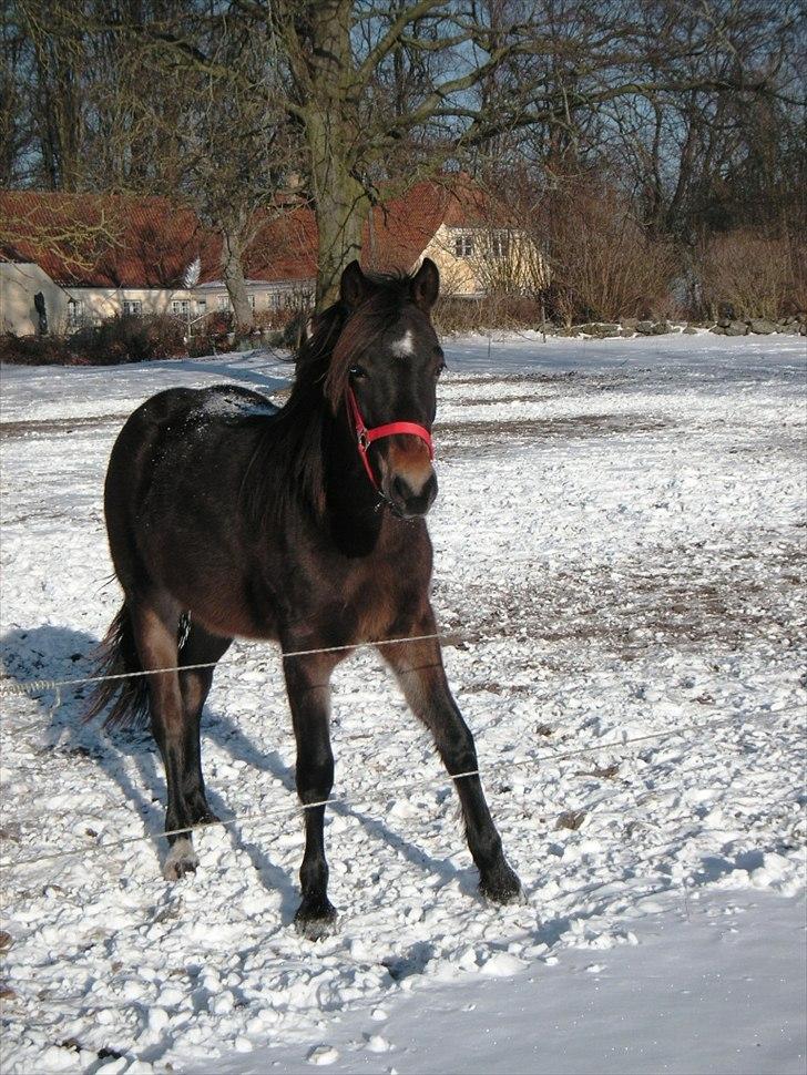 Welsh Cob (sec D) Gravens Theodora billede 6
