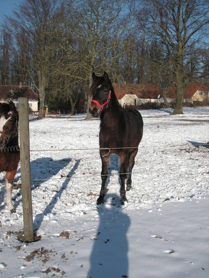 Welsh Cob (sec D) Gravens Theodora billede 7