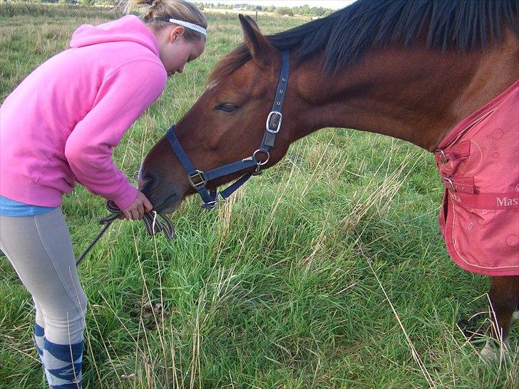 Hollandsk Sportspony Fjoery *solgt* - du den bedste <3 billede 8