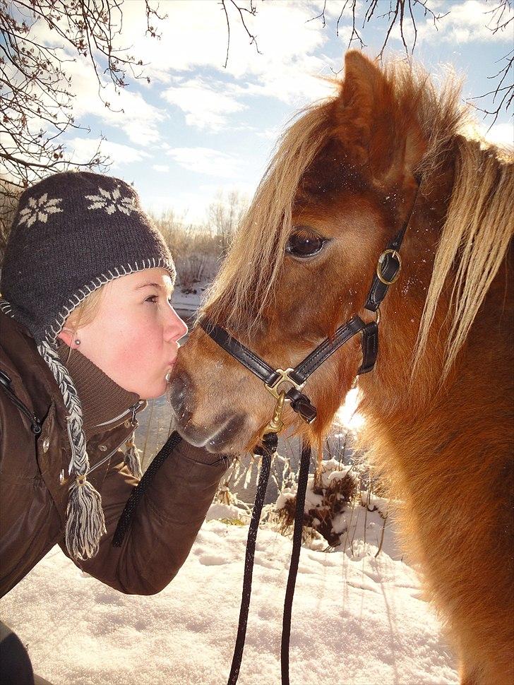 Shetlænder ». Tulle. billede 1