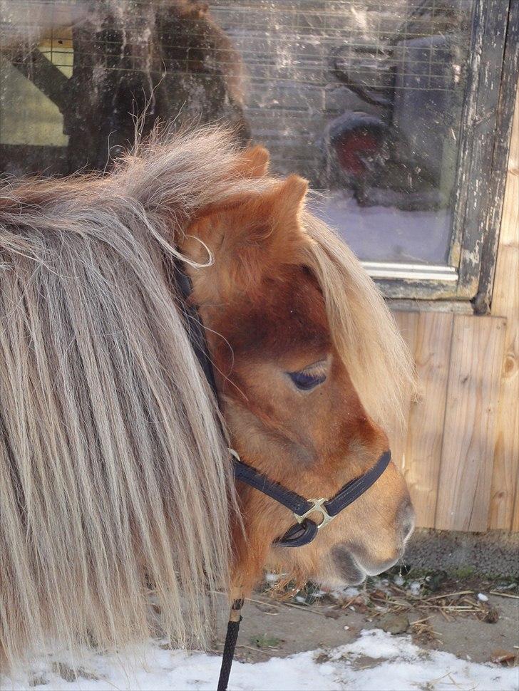 Shetlænder ». Tulle. billede 2