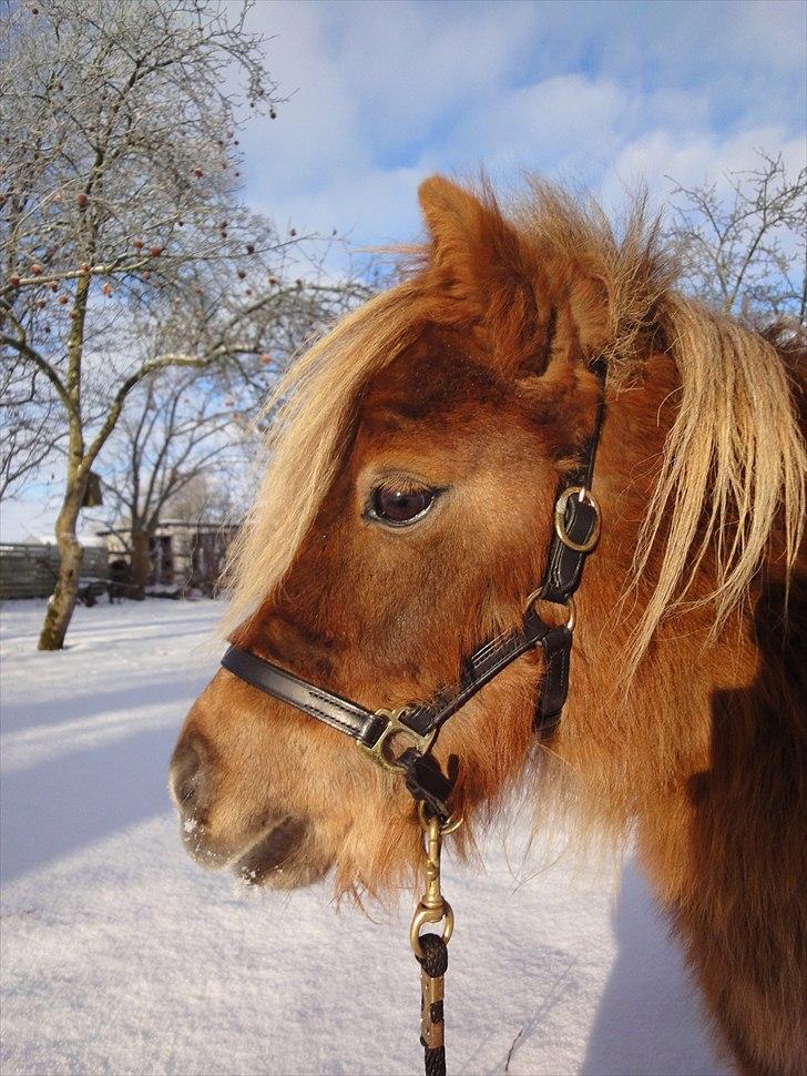 Shetlænder ». Tulle. billede 3