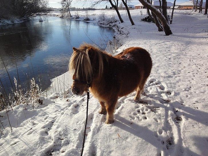 Shetlænder ». Tulle. billede 4