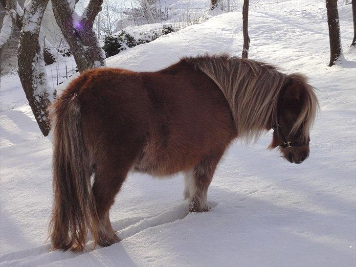 Shetlænder ». Tulle. billede 5