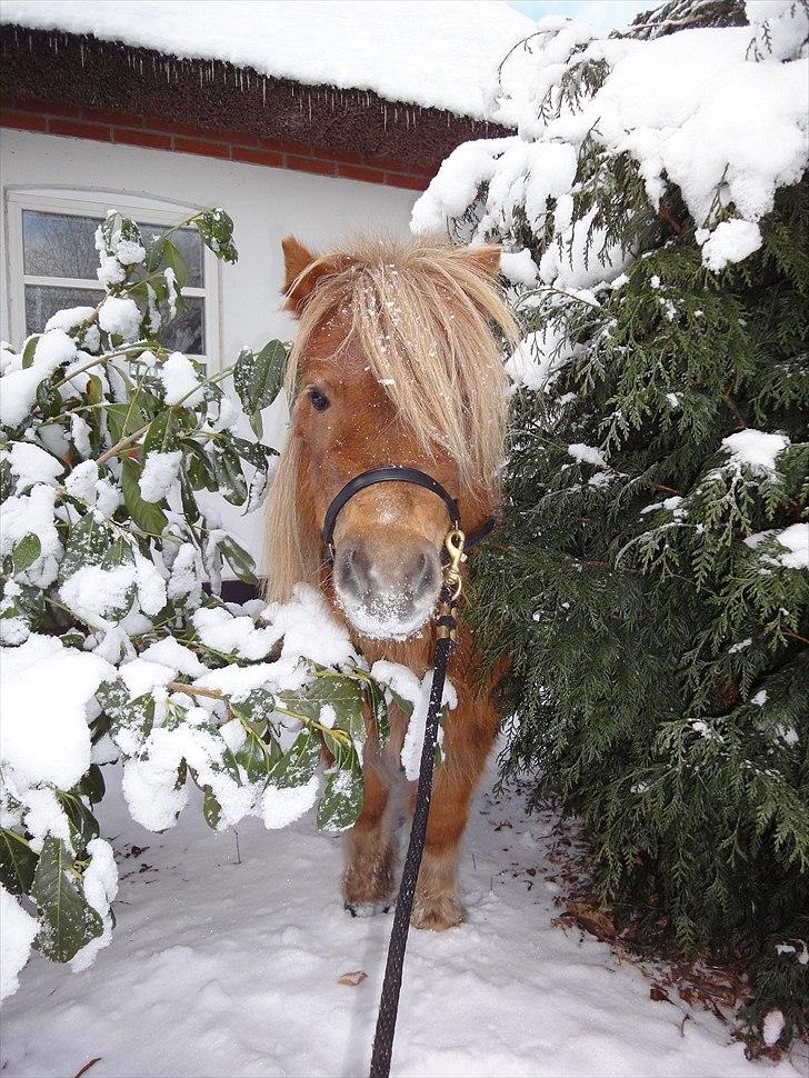 Shetlænder ». Tulle. billede 6