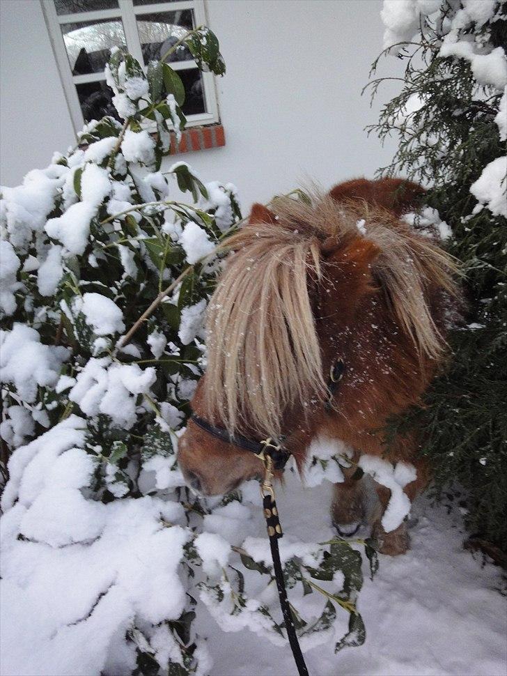 Shetlænder ». Tulle. billede 7