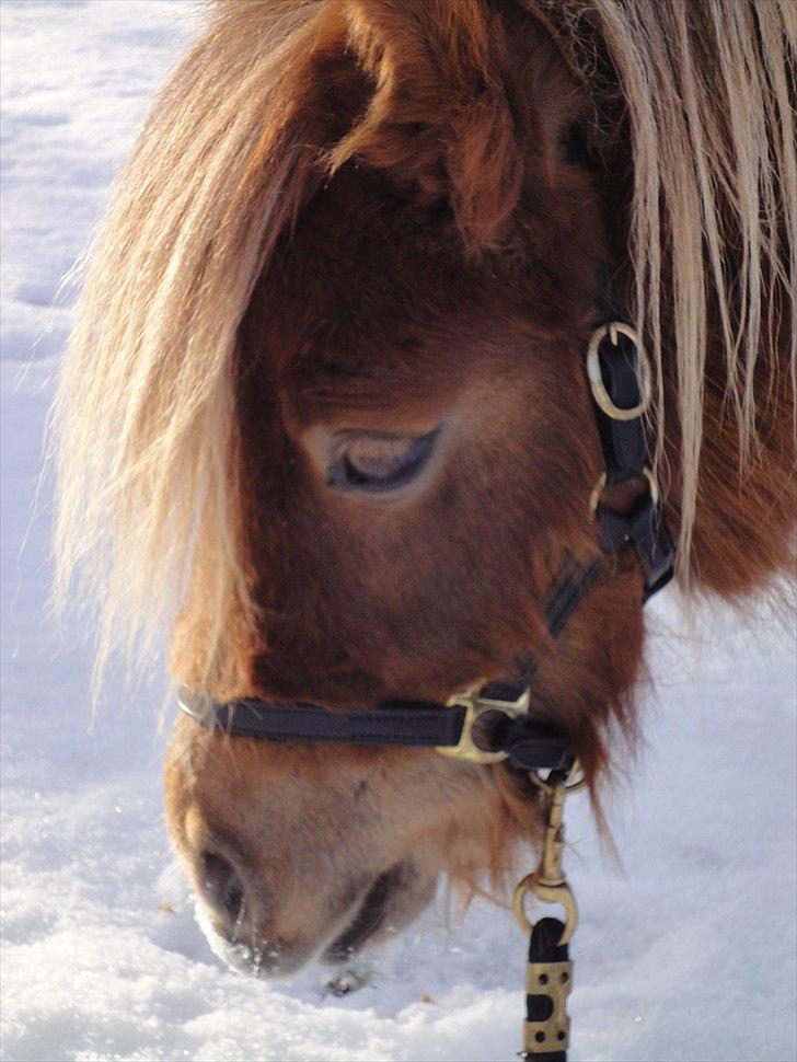 Shetlænder ». Tulle. billede 8