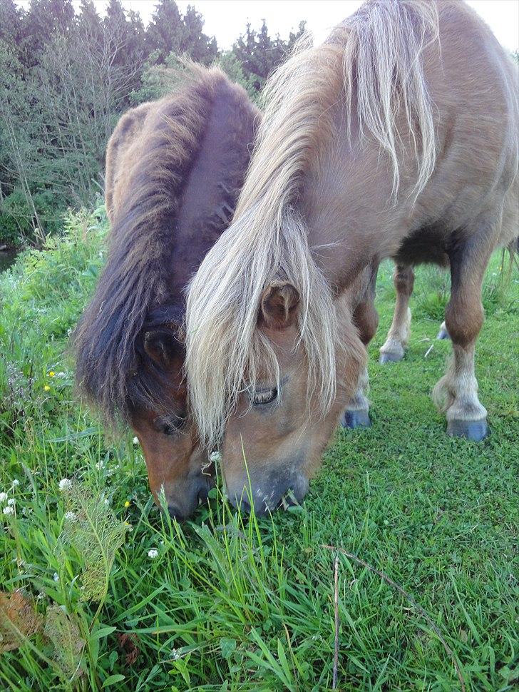 Shetlænder ». Tulle. - tulle med junior i; billede 9