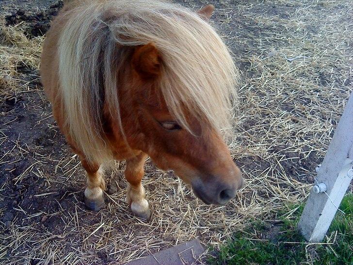 Shetlænder ». Tulle. billede 10