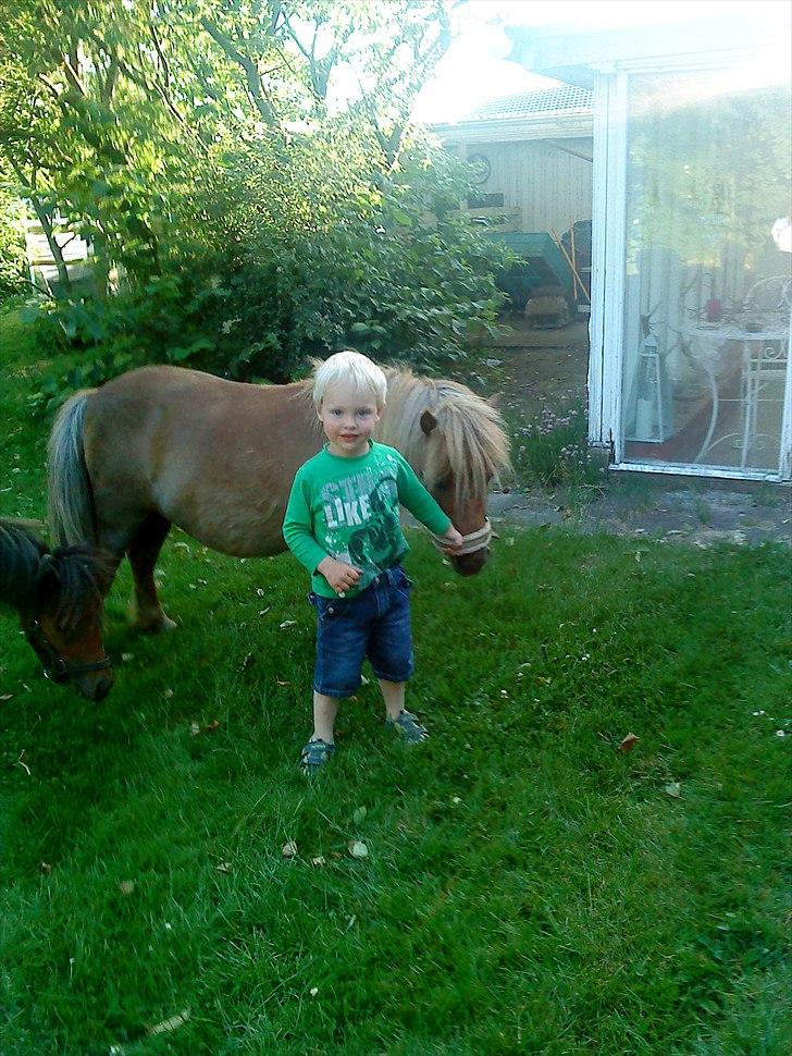 Shetlænder ». Tulle. billede 11