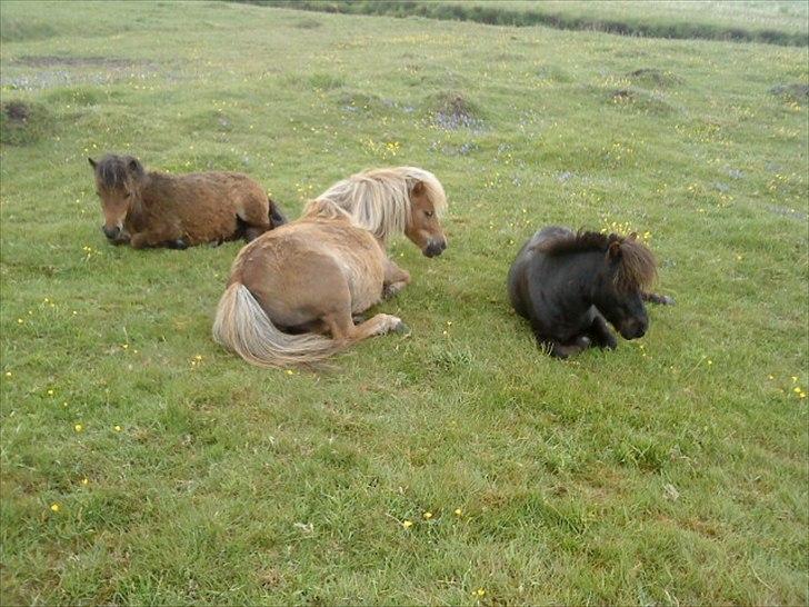 Shetlænder ». Tulle. billede 12