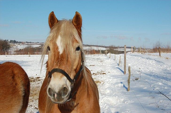 Haflinger Allegro Torp - Allegro februar 2011 billede 13